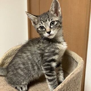 ありがとうございました★甘えん坊の　フウガくん