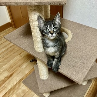 ありがとうございました★甘えん坊の　タイガくん