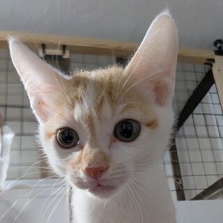 末っ子キャラ？ママにおんぶの甘えん坊