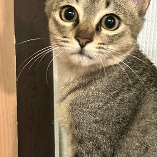 6ヶ月　アビシニアン風イケメン　タルト君