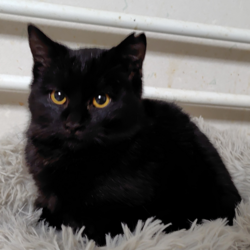 守谷譲渡(=^ェ^=)