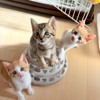 【1/11三田】獣医さんもメロメロ甘えん坊三兄妹