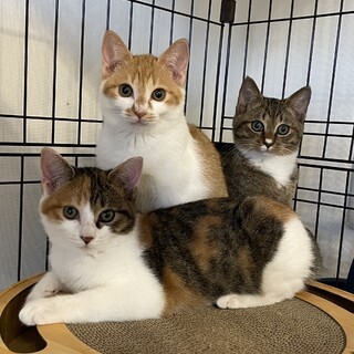 【3/22三田】丸顔美猫三兄妹の三毛レイナ