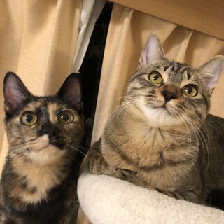 【1/11三田】スリゴロ小悪魔ともえ美少女ペア