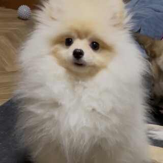 8ヶ月 元気いっぱい ポメラニアン男の子