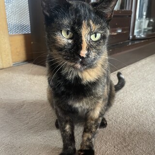 サビ猫のハナちゃん里親さん募集中です!