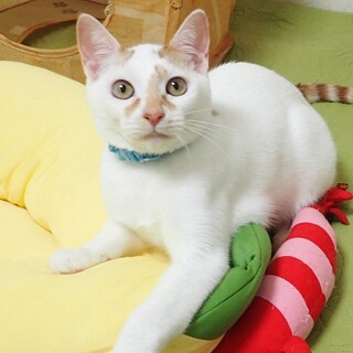 【12/14東銀座】ちろたくん★６ヵ月♪