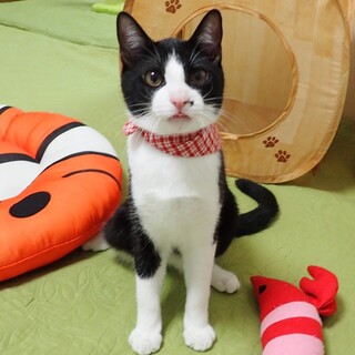 【12/14東銀座】ばろんくん★６ヵ月♪