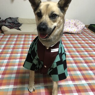 とても賢い犬好きな男の子