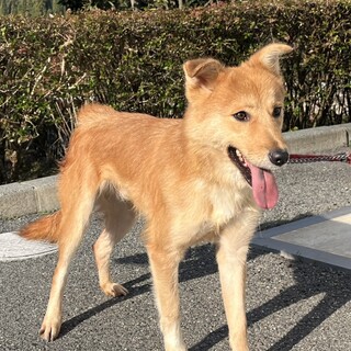 元気いっぱい！元野犬の【鈴太郎（りんたろう）】くん