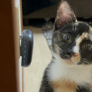 サビ猫の元気で可愛い猫ちゃんです！