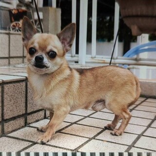 おとなしくて小さめ可愛い子です