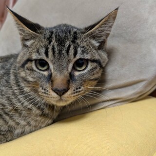 丸顔の少しビビりのキジトラ君