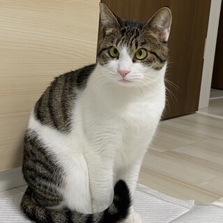 穏やか慣れ慣れキジシロちゃん