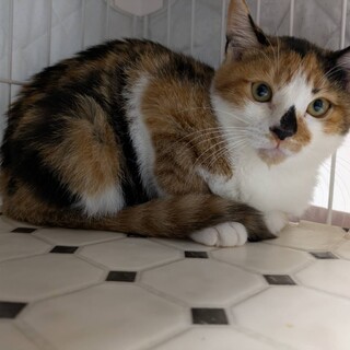 丸顔のかわいらしい三毛猫さん