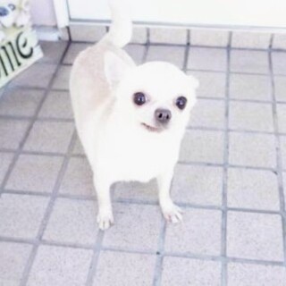 チワワスムースの女の子