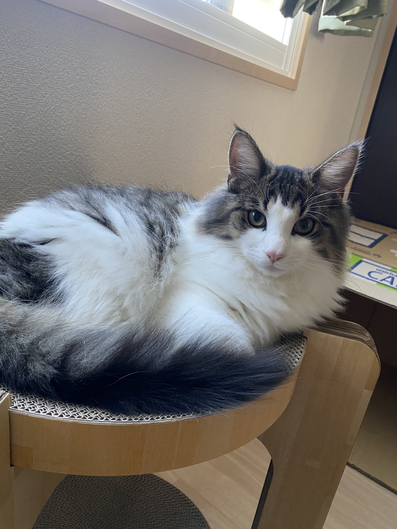 サイベリアン オス 1歳」北海道 - 猫の里親募集(531455) :: ペットの