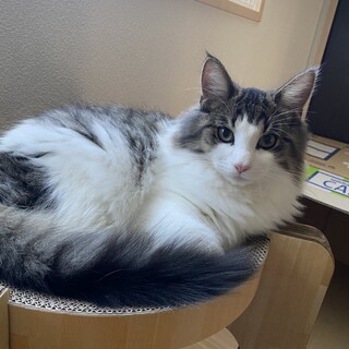 サイベリアン　オス　1歳