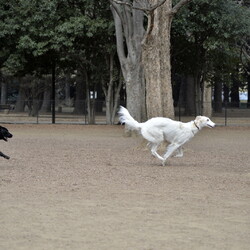 ボルゾイは、どれくらい早く走るのか？？