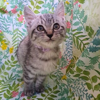 【11/30東銀座】さば子ちゃん★２ヵ月半♪