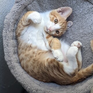 愛らしすぎな無邪気印♡ことぶき