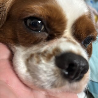 キャバリア　4歳　♀