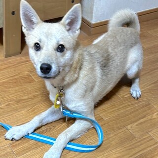 経験値アップ中の元気で可愛い男の子キック