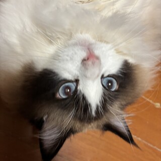 ラグドール　♂　5歳