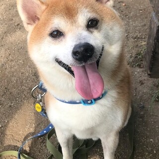家庭犬学習中元気な柴のまるくん