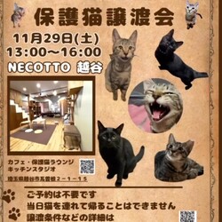 なごの家保護猫譲渡会in necotto 越谷 サムネイル1