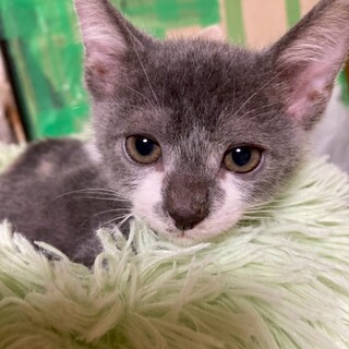 グレー×ホワイトのジェリーくん