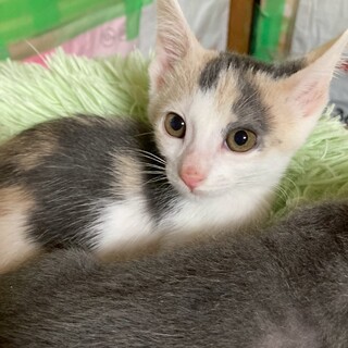 パステル三毛のソフィちゃん