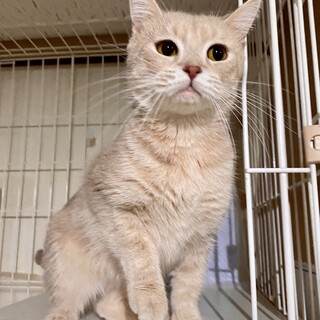 ★クリームカラーのマンチカン　メス