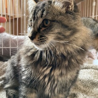 もこもこふわふわな男の子