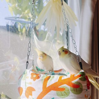 元気なオカメインコの里親募集！大切に育ててくれる方