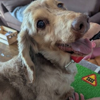 とても可愛いMダックスです。