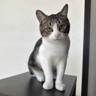 優しく控えめなラキくん