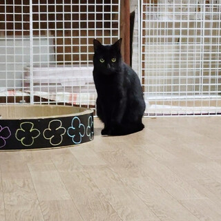 黒猫のピオニーちゃん（相模原市生活衛生課）
