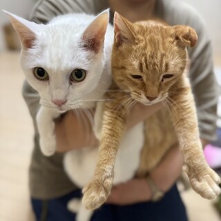 【12/7三田】12/31に家を失う甘えん坊シニア