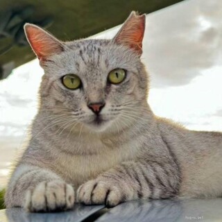 シルバーグレーの美猫♪優しい甘えん坊みるくさん