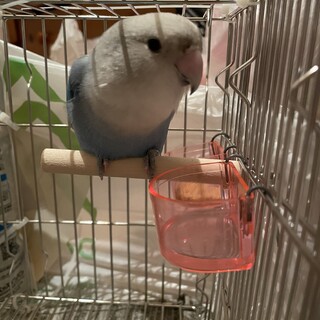 大切に育ててくださる方募集中！