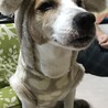 愛おしい