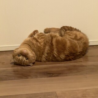 甘えん坊で構ってちゃん⭐︎短足マンチカン