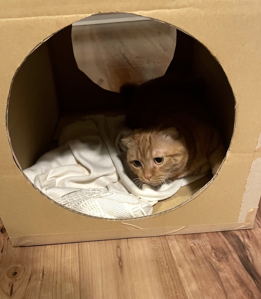 甘えん坊で構ってちゃん⭐︎短足マンチカン サムネイル3