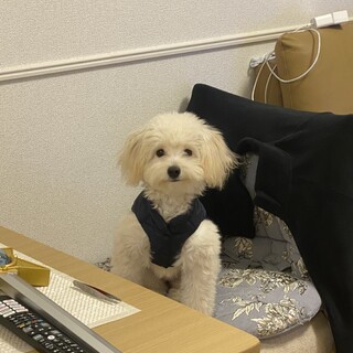 《募集一旦中止します》ポメプー7ヶ月女の子