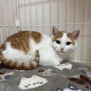 丸顔茶白の可愛い男の子