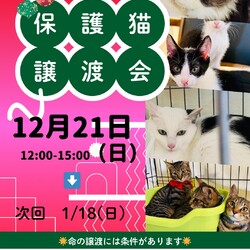ねこのWa猫譲渡会〜静岡市葵区