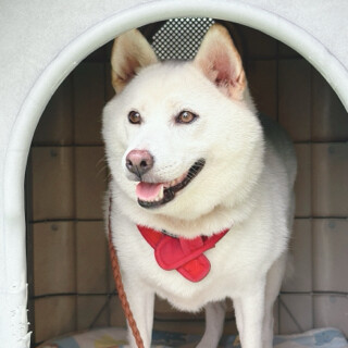 トライアル予約メス白柴犬３さい