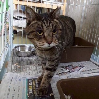 人馴れバッチリ【まる子】ちゃん