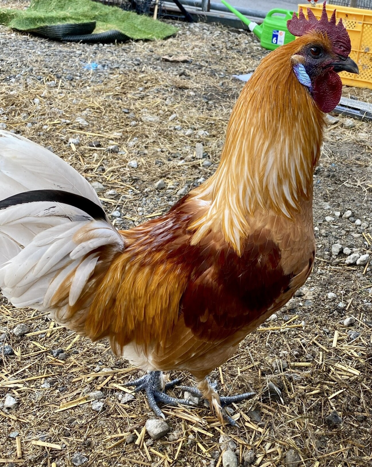 烏骨鶏系交雑種2羽」和歌山県 - 鳥の里親募集(531481) :: ペットの